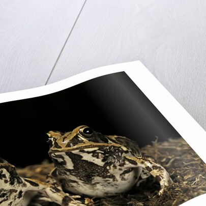 Hildebrandtia ornata (ornate frog) by Anonymous