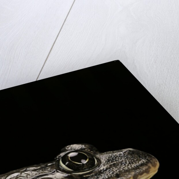 Hoplobatrachus occipitalis (crowned bullfrog) by Anonymous