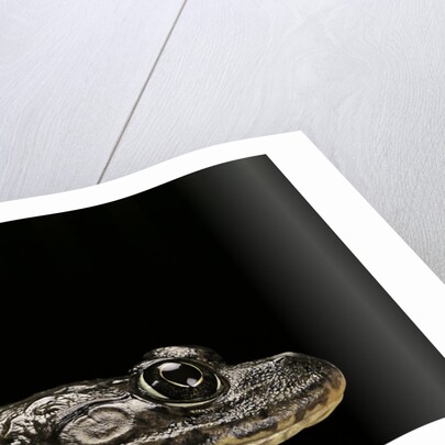 Hoplobatrachus occipitalis (crowned bullfrog) by Anonymous