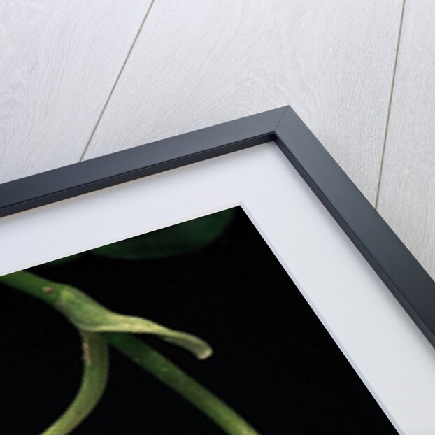 Hyla chinensis (Chinese tree toad) by Anonymous