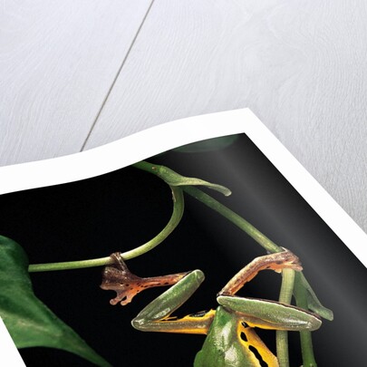 Hyla chinensis (Chinese tree toad) by Anonymous