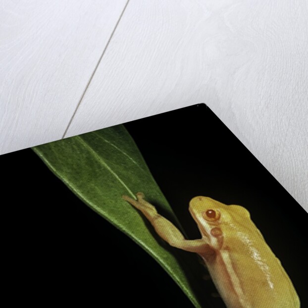 Hyla cinerea albino (American green tree frog) by Anonymous