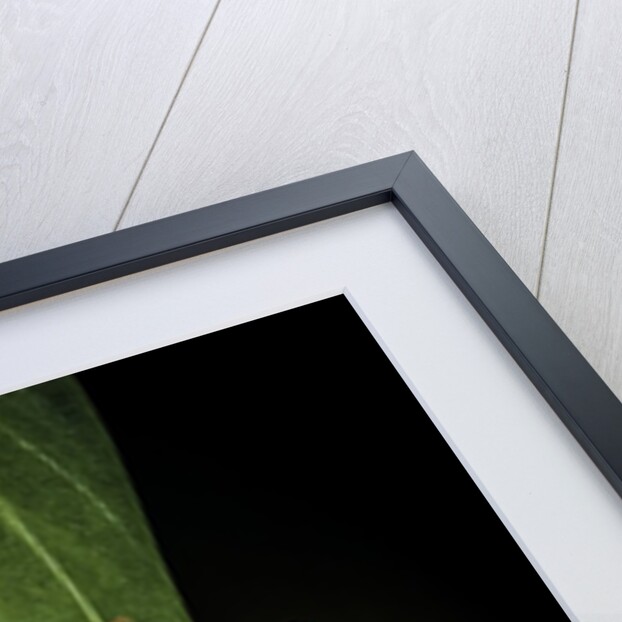 Hyla cinerea albino (American green tree frog) by Anonymous