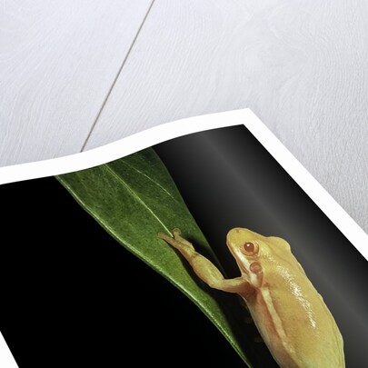 Hyla cinerea albino (American green tree frog) by Anonymous