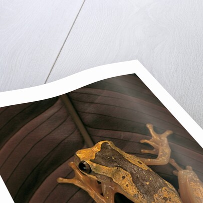 Dendropsophus ebraccatus (hourglass treefrog) by Anonymous