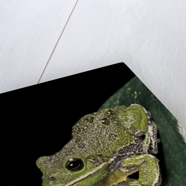Hyla gratiosa (barking treefrog) by Anonymous