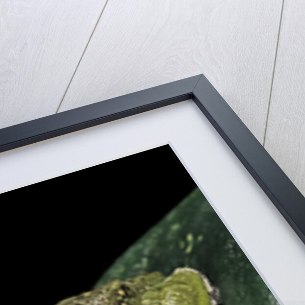 Hyla gratiosa (barking treefrog) by Anonymous