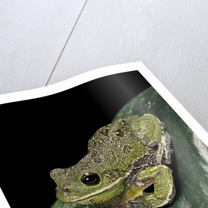 Hyla gratiosa (barking treefrog) by Anonymous