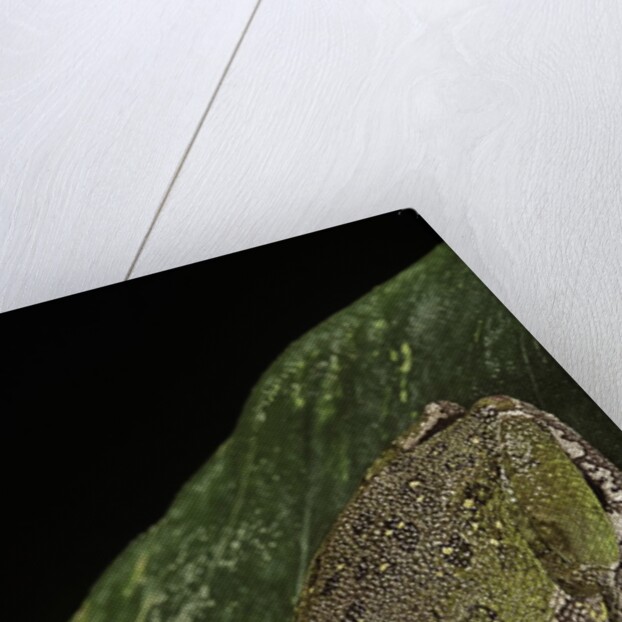 Hyla gratiosa (barking treefrog) by Anonymous