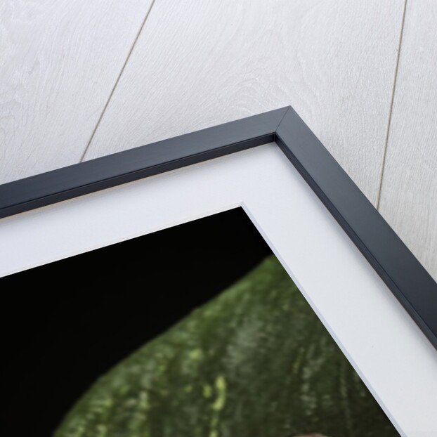 Hyla gratiosa (barking treefrog) by Anonymous