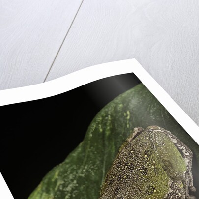 Hyla gratiosa (barking treefrog) by Anonymous