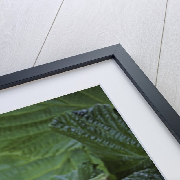 Hyla meridionalis (Mediterranean tree frog) - pair by Anonymous