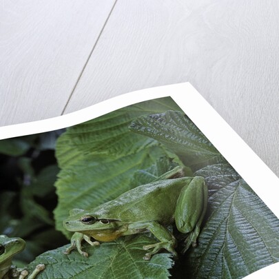 Hyla meridionalis (Mediterranean tree frog) - pair by Anonymous