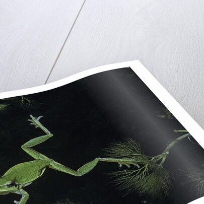 Hyla meridionalis (Mediterranean tree frog) - in water by Anonymous