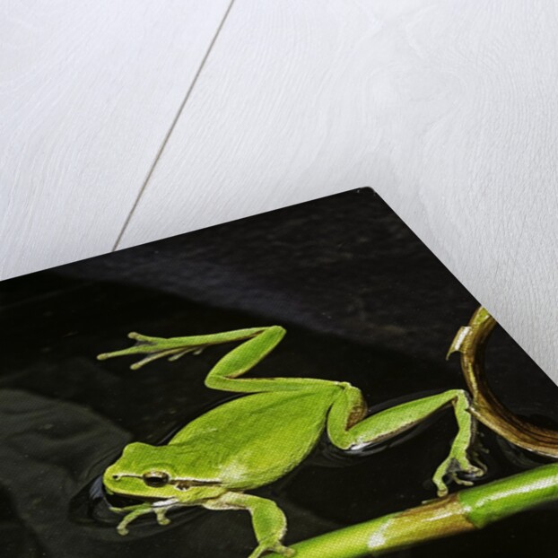 Hyla meridionalis (Mediterranean tree frog) - in water by Anonymous