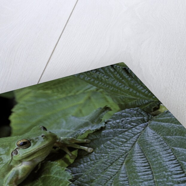 Hyla meridionalis (Mediterranean tree frog) - in a tree by Anonymous