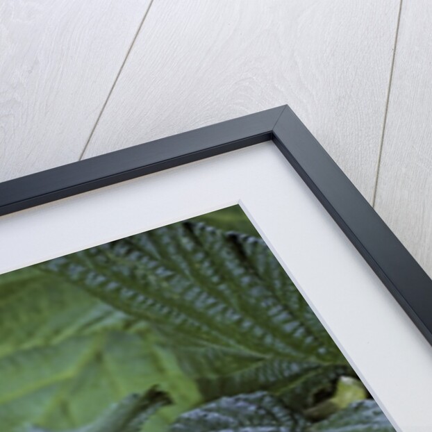 Hyla meridionalis (Mediterranean tree frog) - in a tree by Anonymous