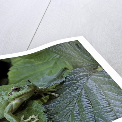 Hyla meridionalis (Mediterranean tree frog) - in a tree by Anonymous