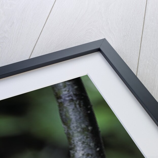 Hyla meridionalis (Mediterranean tree frog) - in a tree by Anonymous