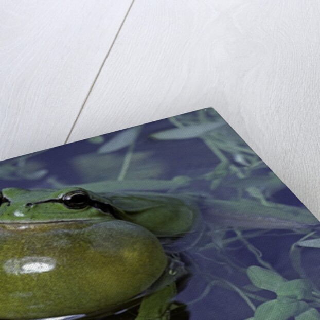 Hyla meridionalis (Mediterranean tree frog) by Anonymous