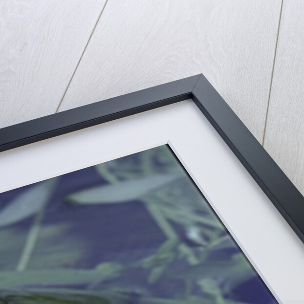 Hyla meridionalis (Mediterranean tree frog) by Anonymous