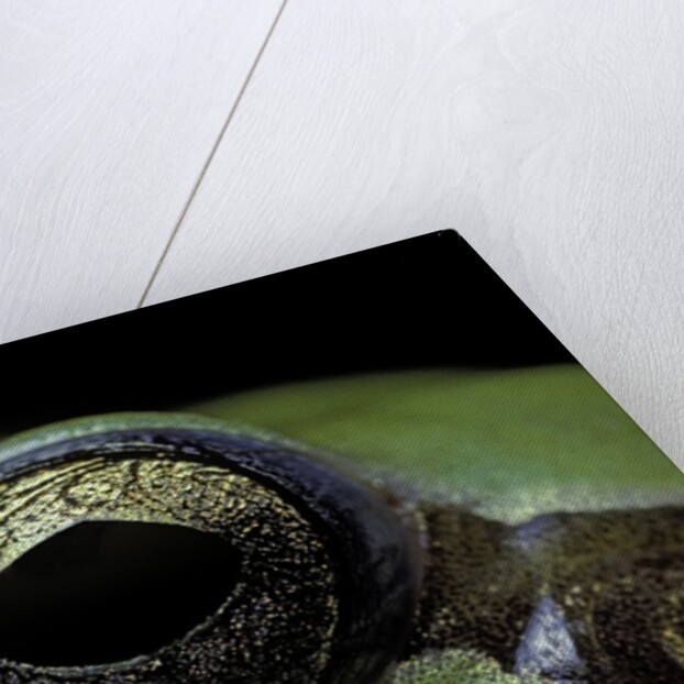 Hyla meridionalis (Mediterranean tree frog) - eye by Anonymous