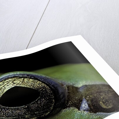 Hyla meridionalis (Mediterranean tree frog) - eye by Anonymous
