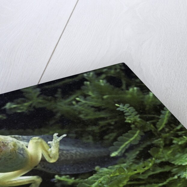 Hyla meridionalis (Mediterranean tree frog) - tadpole 2 legs by Anonymous