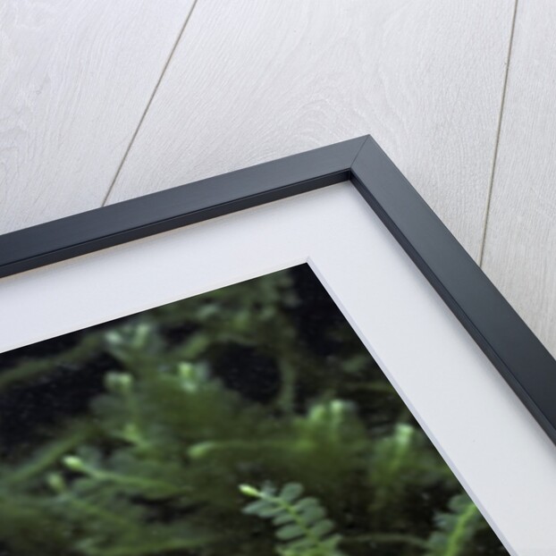 Hyla meridionalis (Mediterranean tree frog) - tadpole 2 legs by Anonymous