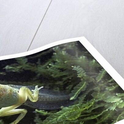 Hyla meridionalis (Mediterranean tree frog) - tadpole 2 legs by Anonymous