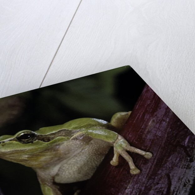 Hyla meridionalis (Mediterranean tree frog) by Anonymous