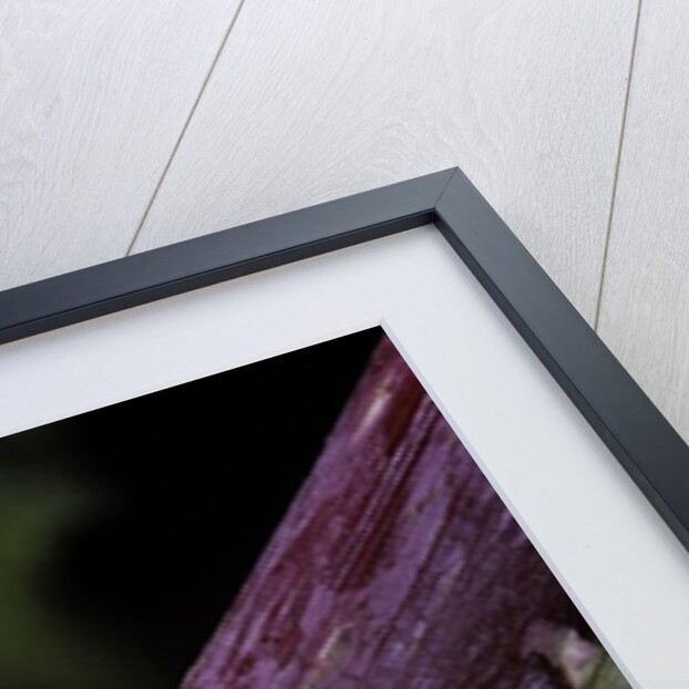 Hyla meridionalis (Mediterranean tree frog) by Anonymous