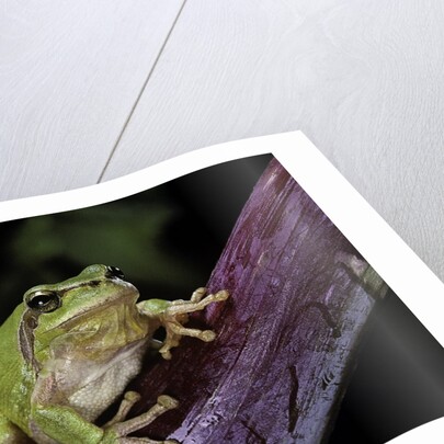 Hyla meridionalis (Mediterranean tree frog) by Anonymous