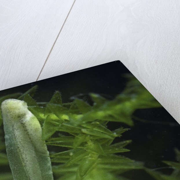 Hyla meridionalis (Mediterranean tree frog) - newly hatched tadpole by Anonymous