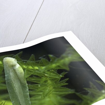 Hyla meridionalis (Mediterranean tree frog) - newly hatched tadpole by Anonymous