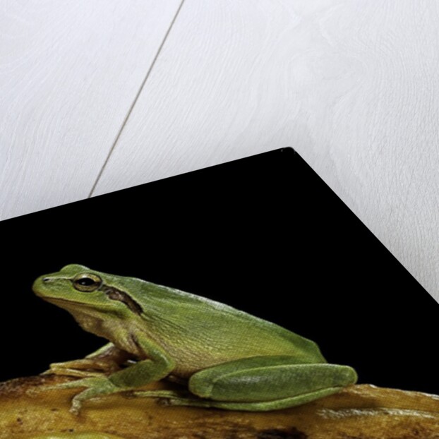 Hyla meridionalis (Mediterranean tree frog) by Anonymous