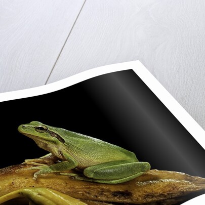 Hyla meridionalis (Mediterranean tree frog) by Anonymous