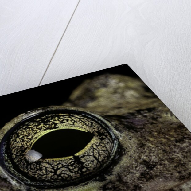 Hyla versicolor (gray treefrog) - eye by Anonymous