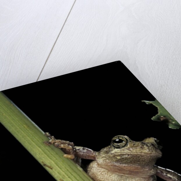 Hyla versicolor (gray treefrog) by Anonymous