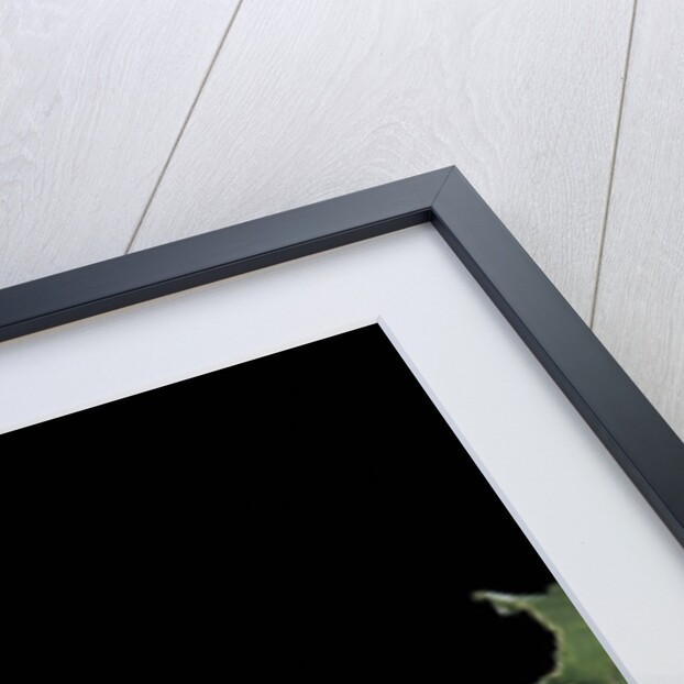 Hyla versicolor (gray treefrog) by Anonymous