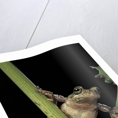 Hyla versicolor (gray treefrog) by Anonymous