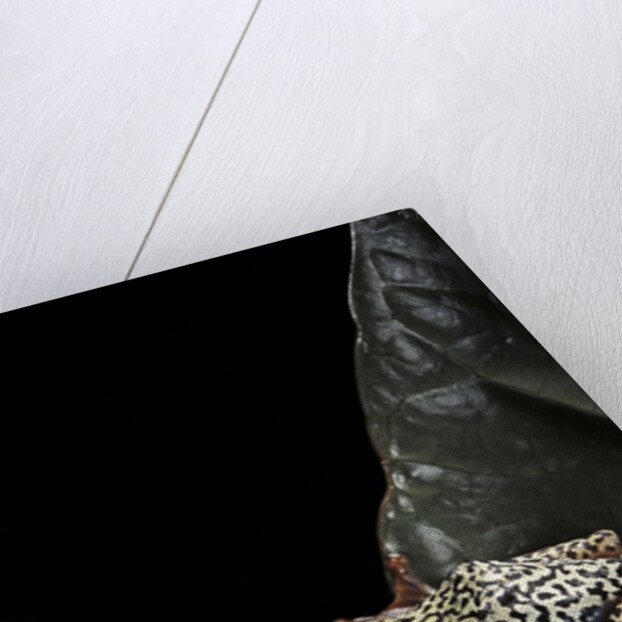 Hyperolius marmoratus (marbled reed frog, painted reed frog) by Anonymous