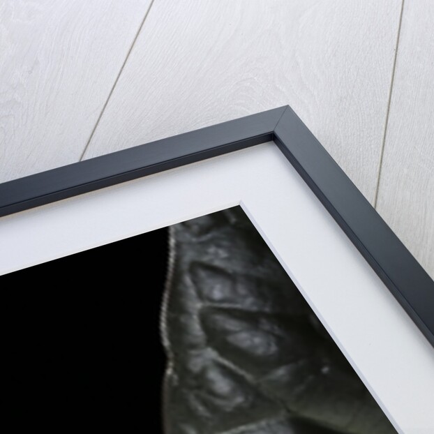 Hyperolius marmoratus (marbled reed frog, painted reed frog) by Anonymous