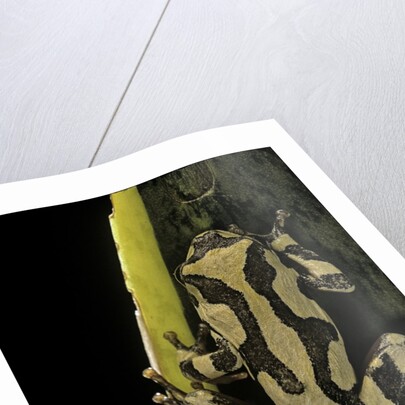 Hyperolius marmoratus (marbled reed frog, painted reed frog) by Anonymous