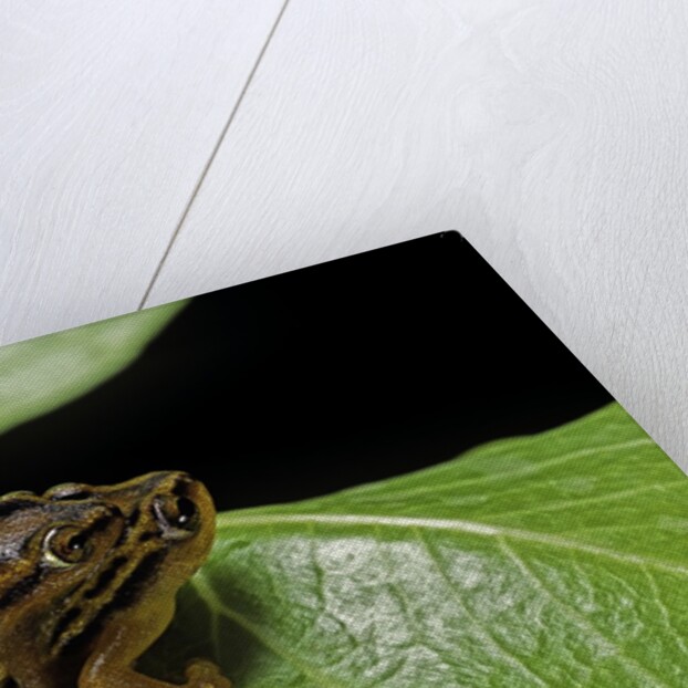 Hyperolius puncticulatus - mating by Anonymous