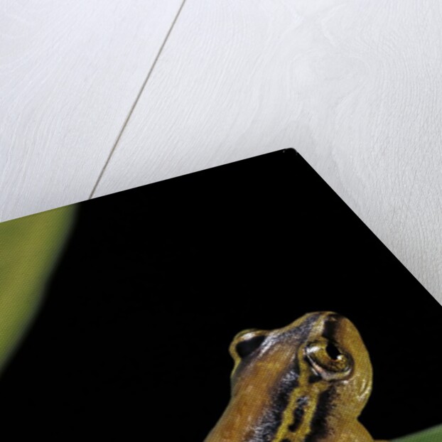 Hyperolius puncticulatus (spotted reed frog) by Anonymous