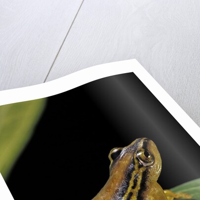 Hyperolius puncticulatus (spotted reed frog) by Anonymous