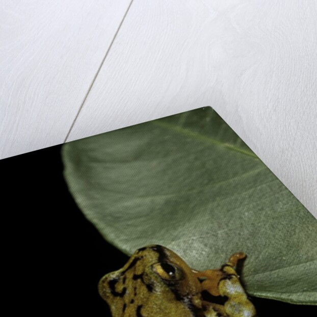 Hyperolius puncticulatus (spotted reed frog) by Anonymous