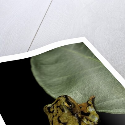 Hyperolius puncticulatus (spotted reed frog) by Anonymous
