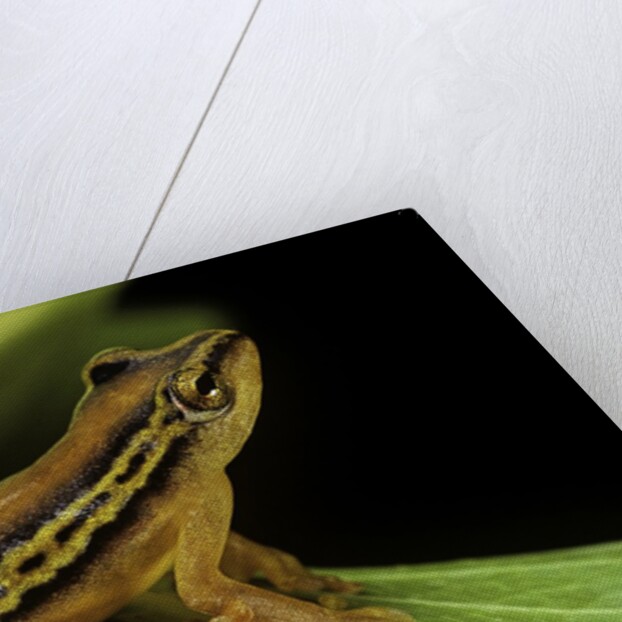 Hyperolius puncticulatus (spotted reed frog) by Anonymous